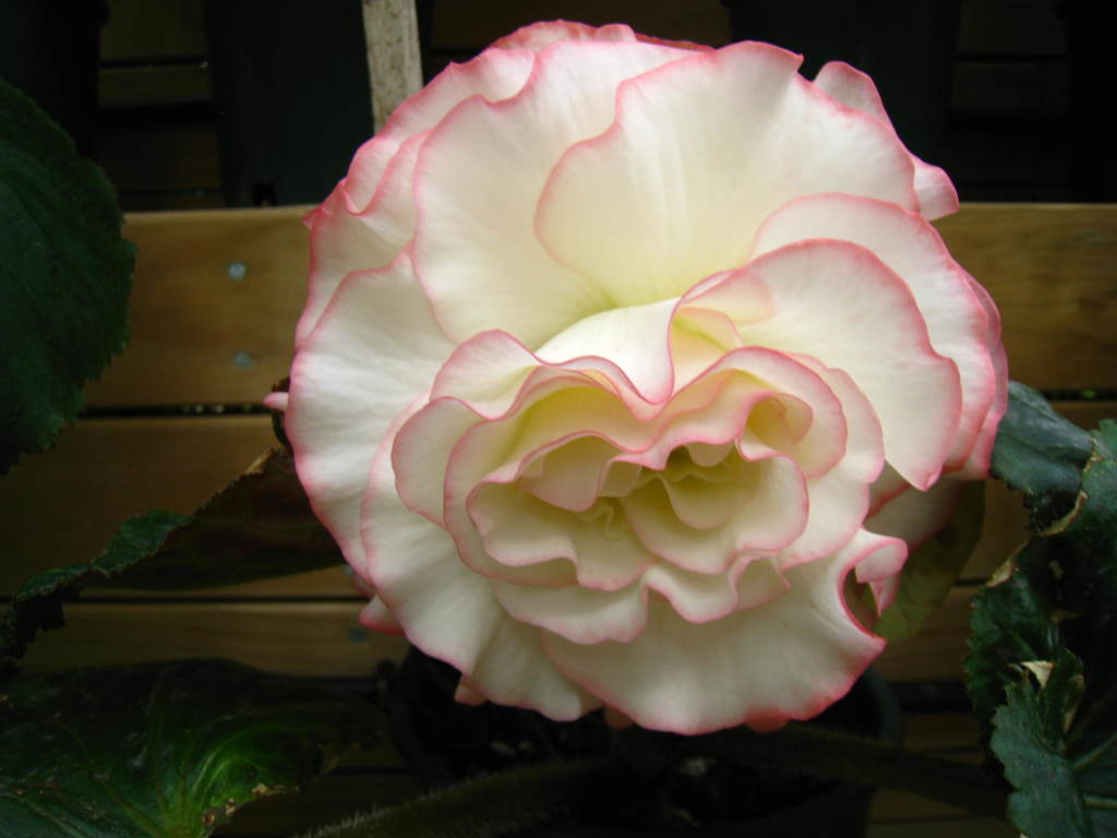 B. ‘Melissa Kay’